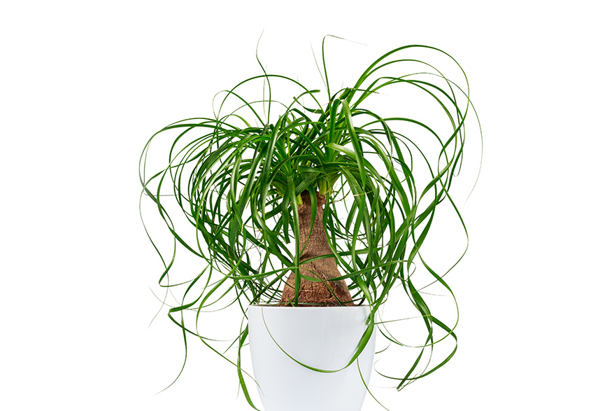 Ponytail Palm