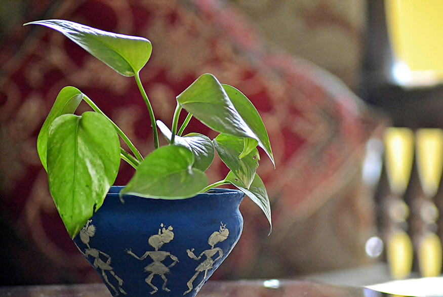 Pothos (Epipremnum Aureum)