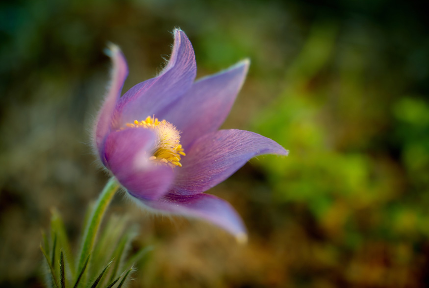 Prairie Crocus (pulsatilla patens) 