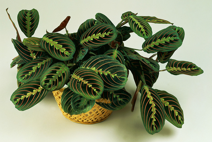 Prayer Plant