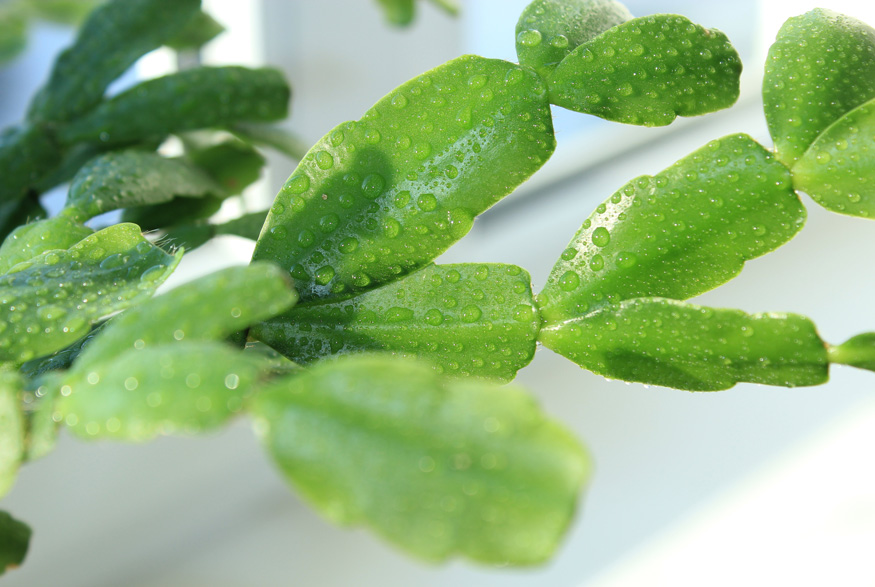 Christmas cactus