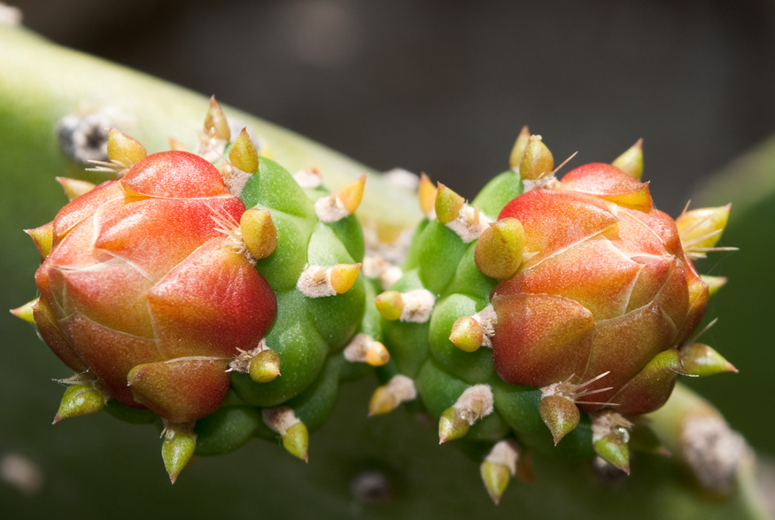 Christmas cactus buds