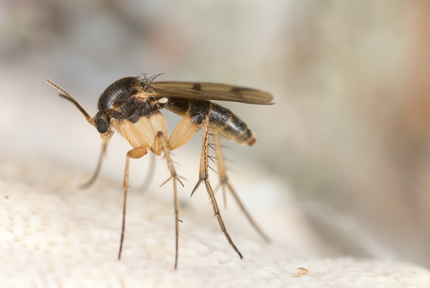 Fungus gnat