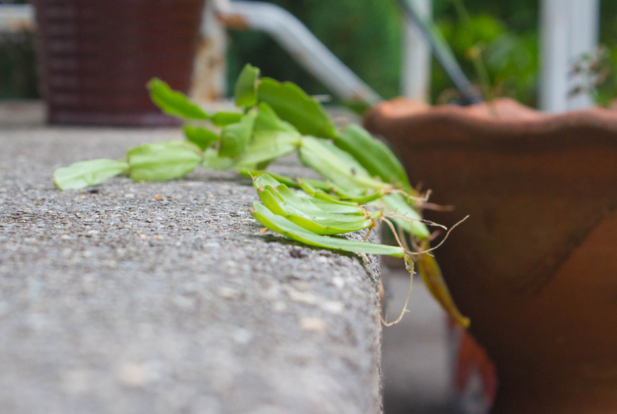 Pruning