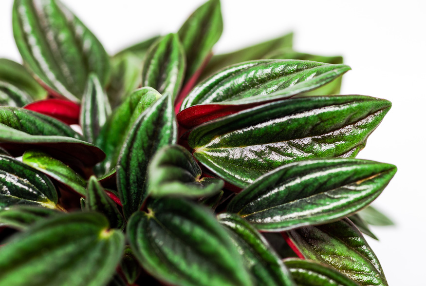 Radiator Plant (Peperomia spp.)