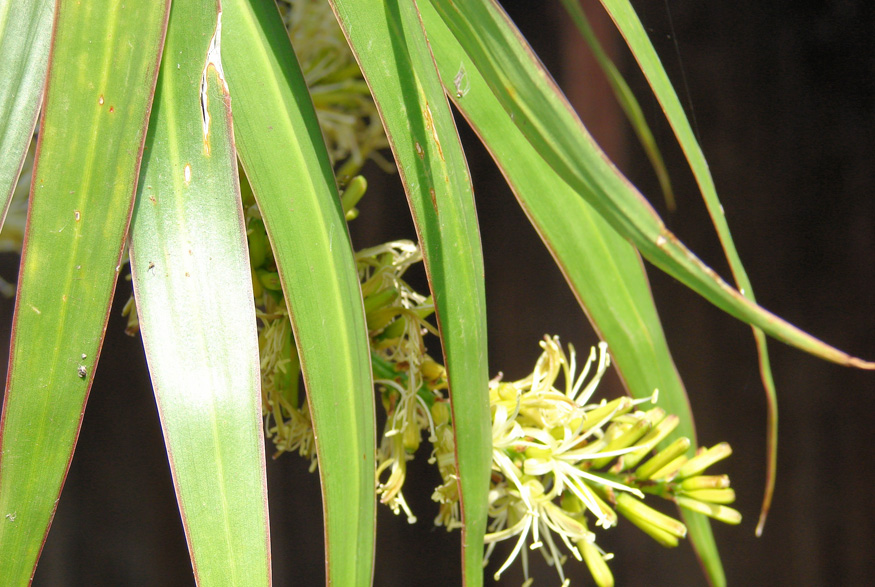 Red-edged Dracaena