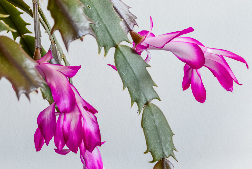 Christmas cactus