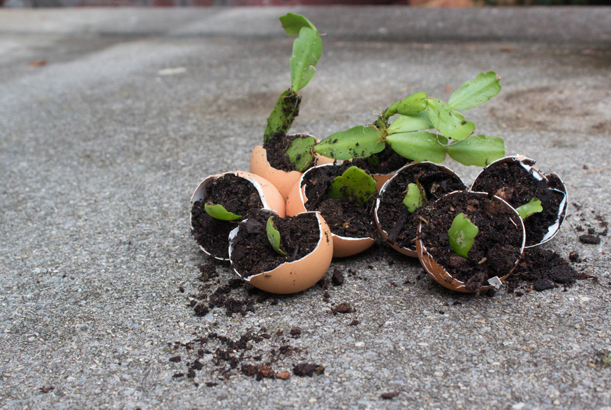 Transplanting Christmas cactus