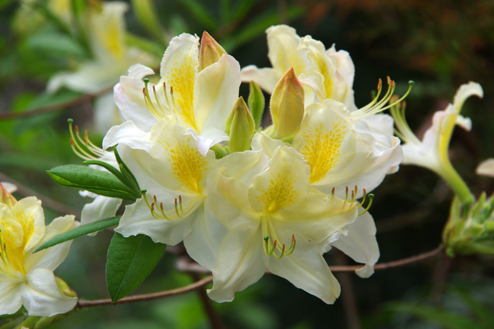 Rhododendron