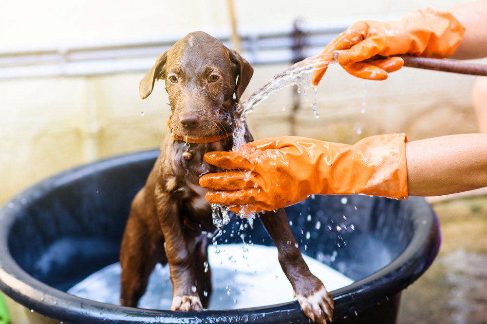 Rinsing a dog