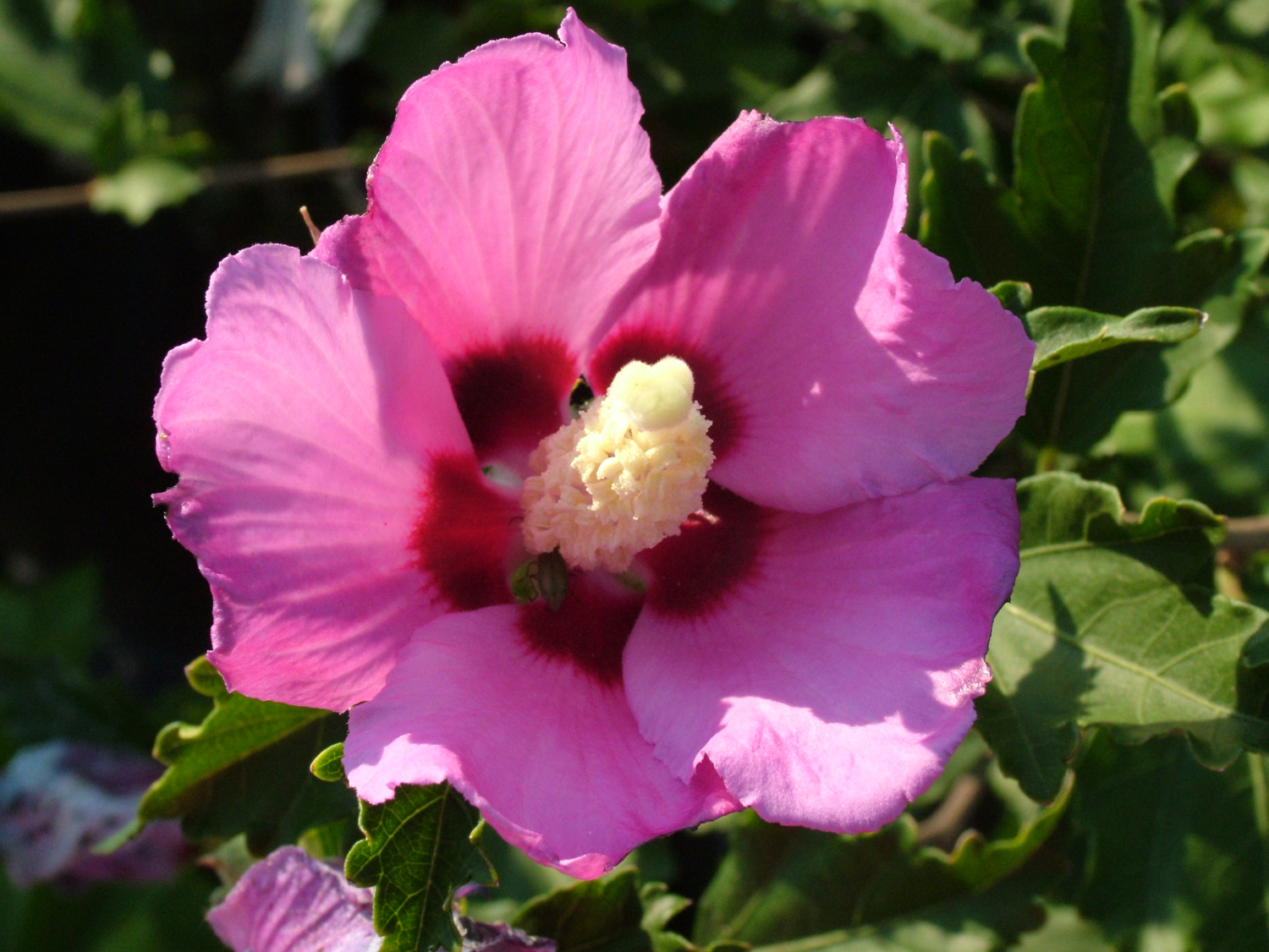 Rose of Sharon