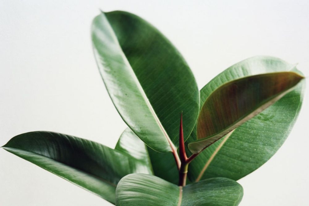 Rubber Plant