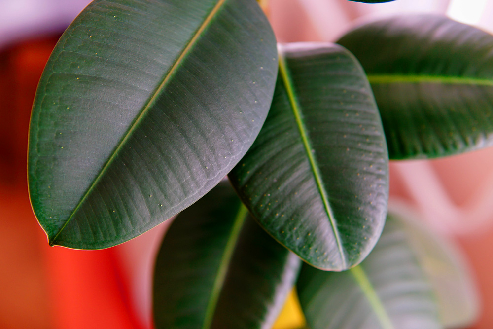 Rubber Plant