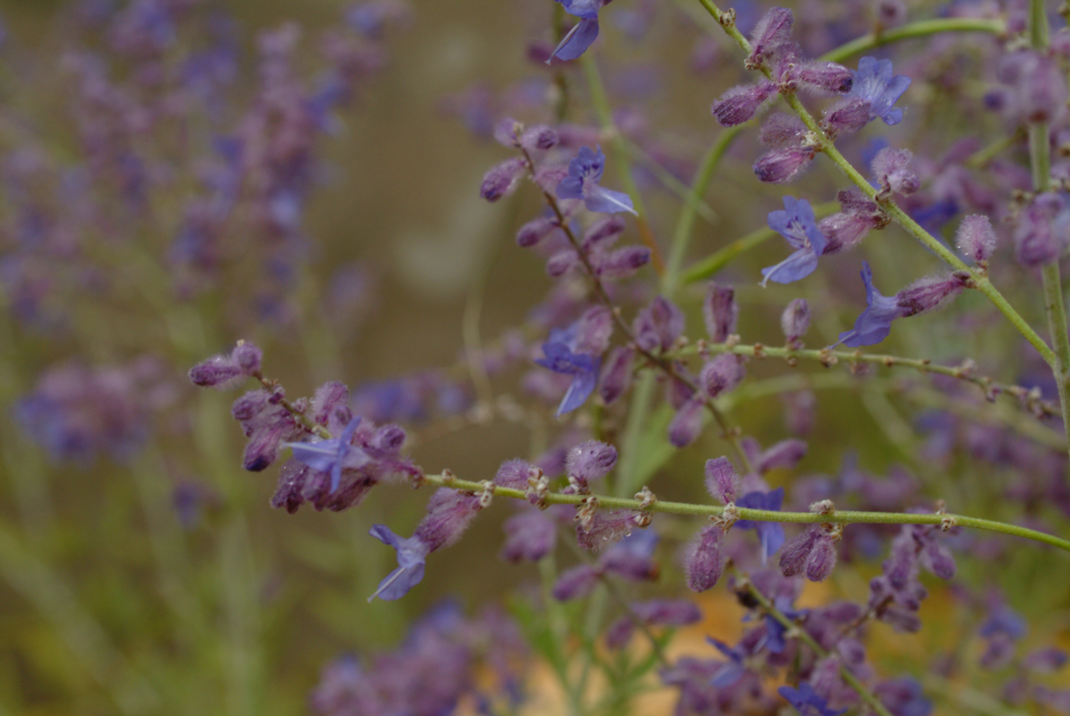 Russian Sage