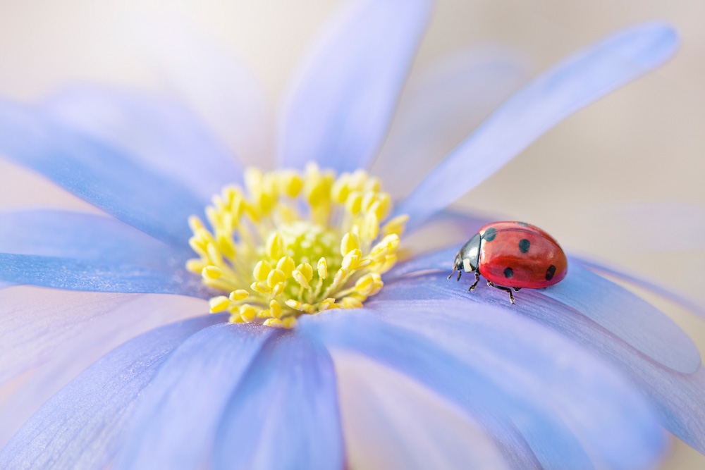 Ladybug on a flower