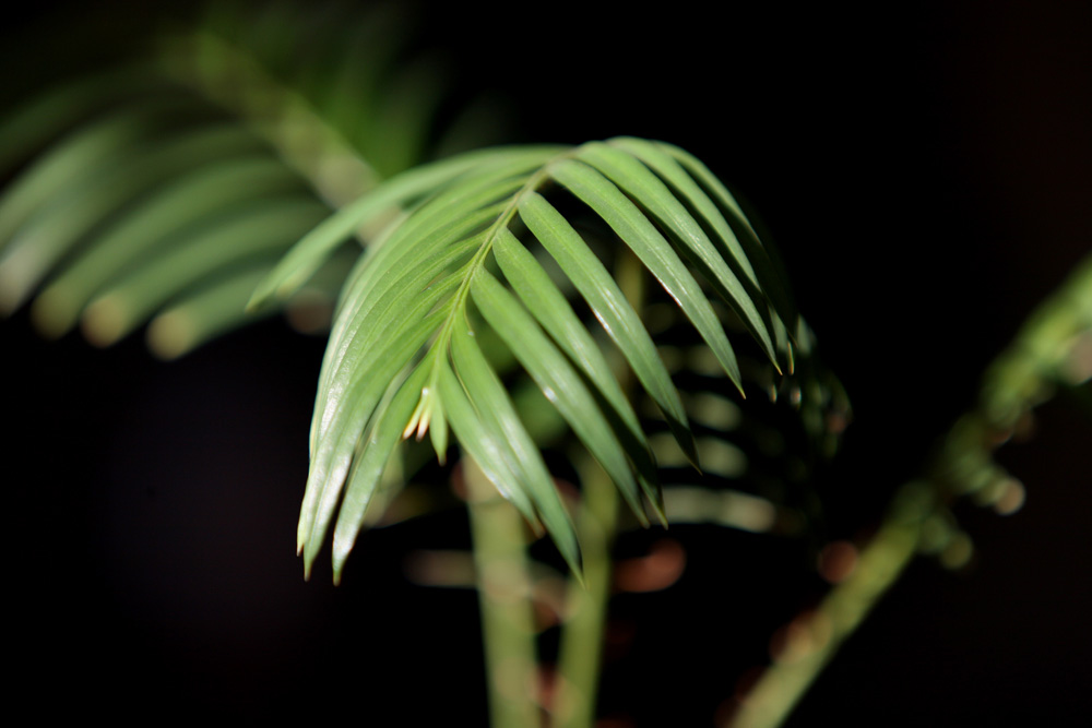 Sago Palm