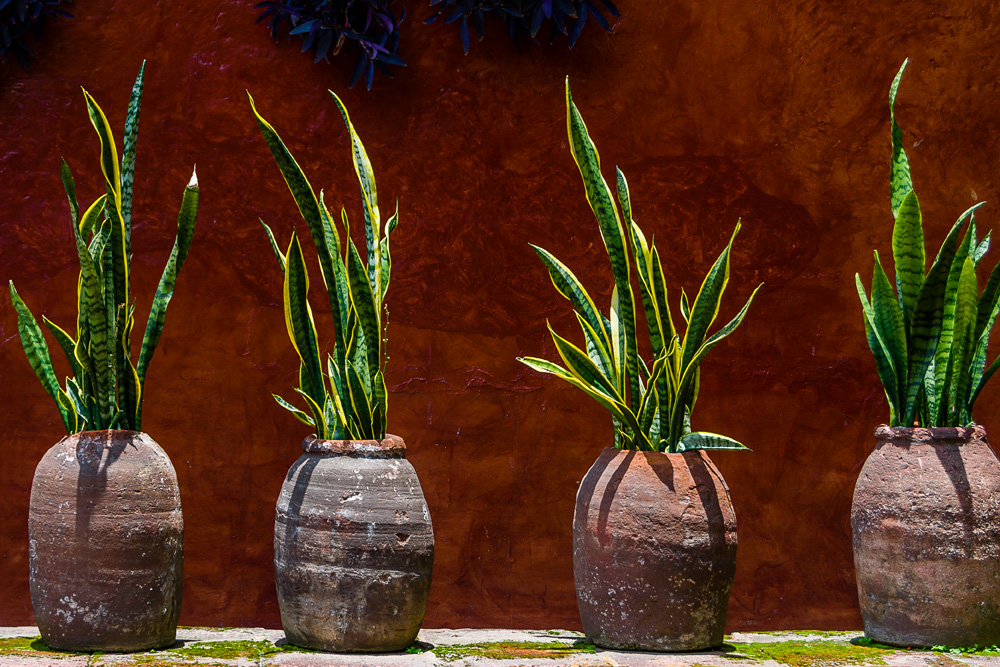 Snake Plant