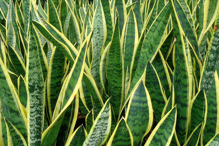 Snake Plant