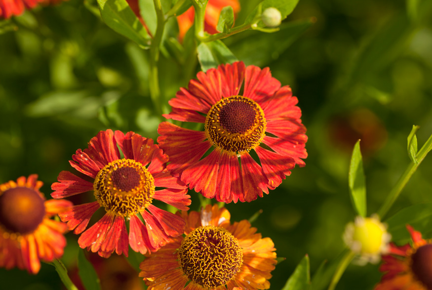 Sneezeweed (Helenium autumnale)