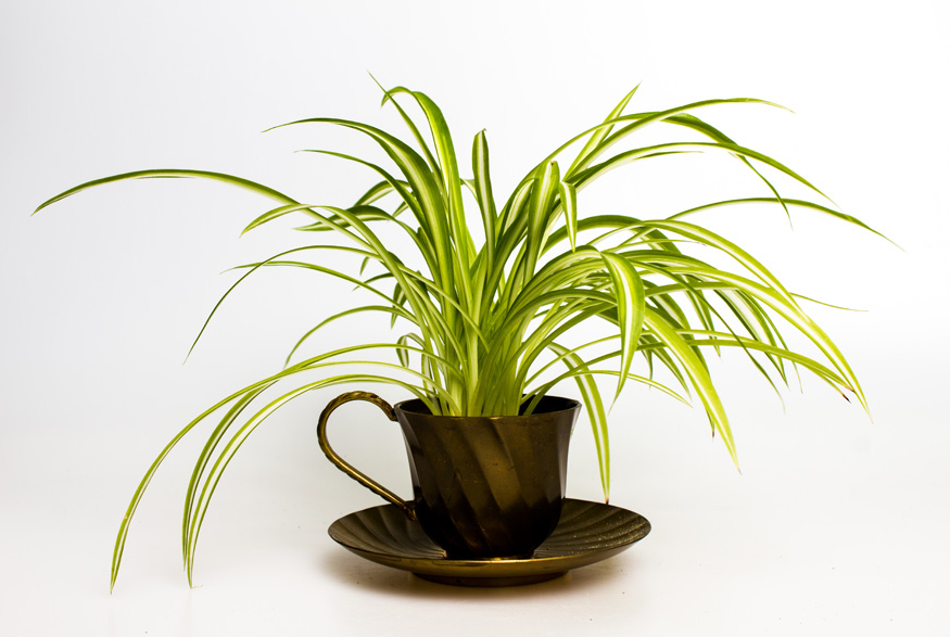 Spider Plant (Chlorophytum comosum)