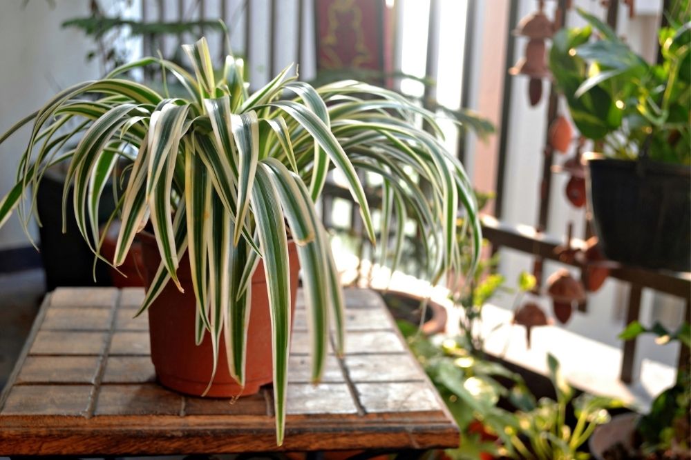 Spider Plant