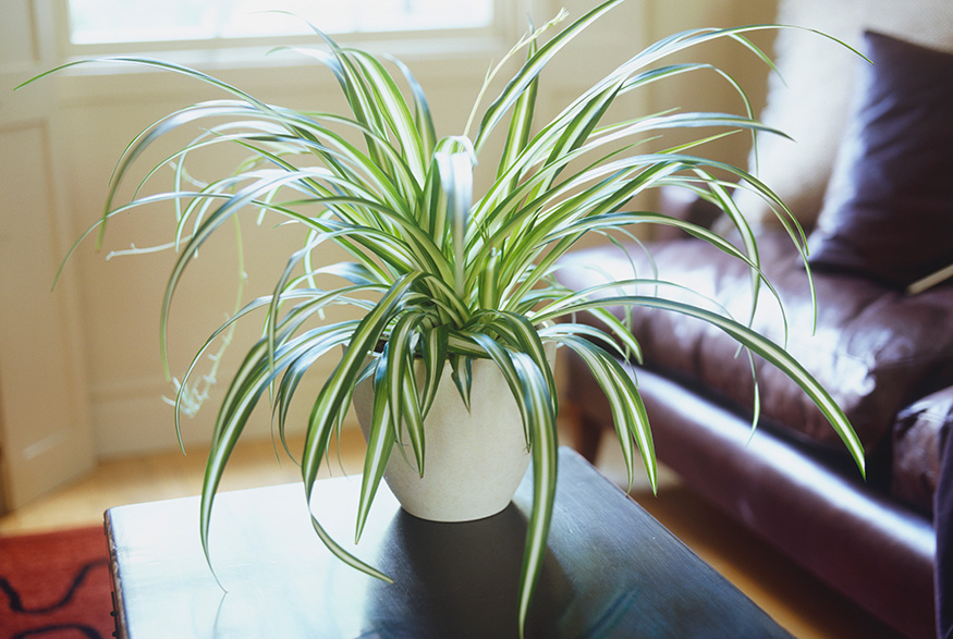 Spider Plant