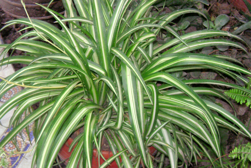 Spider Plant