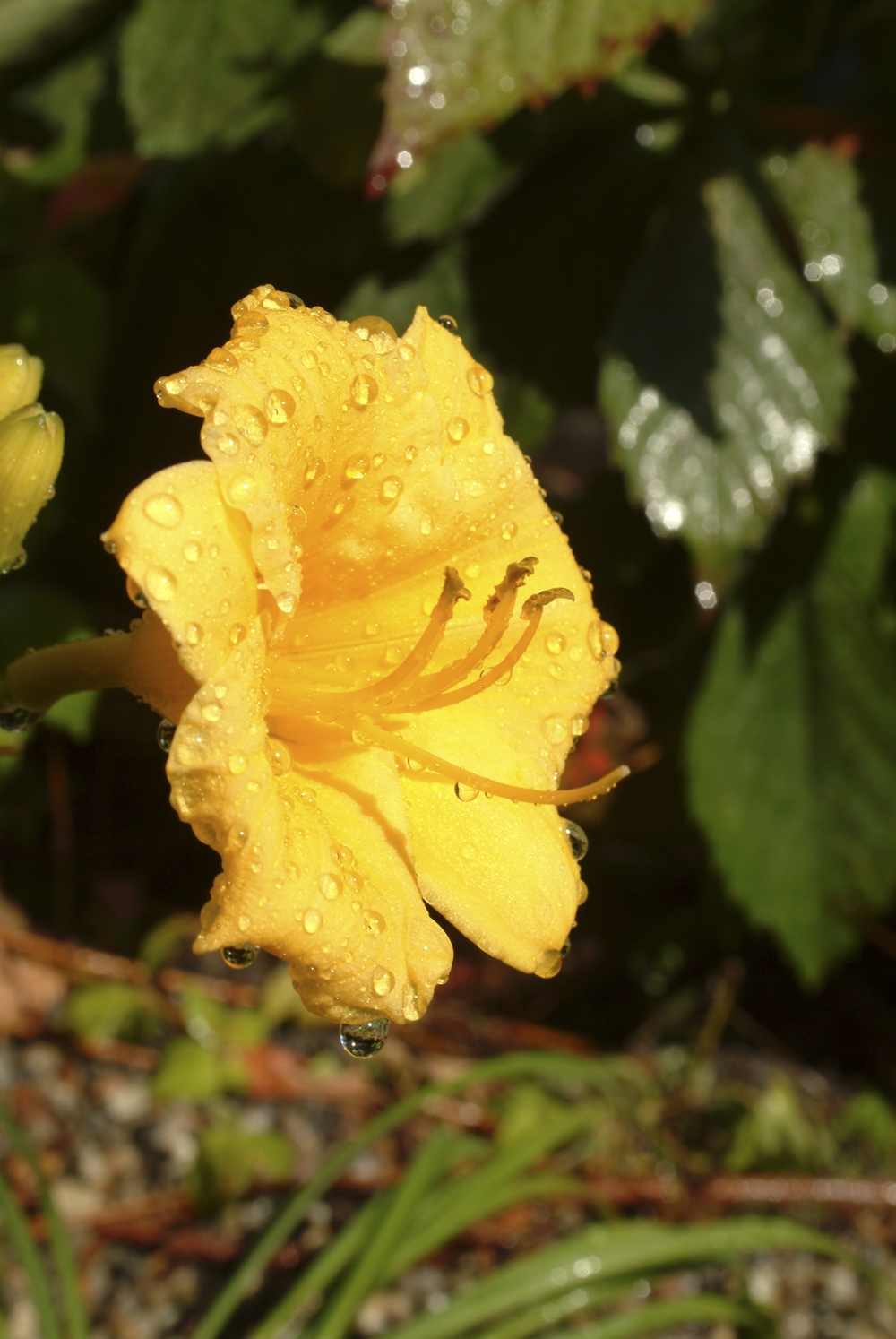 Stella D’Oro Daylily