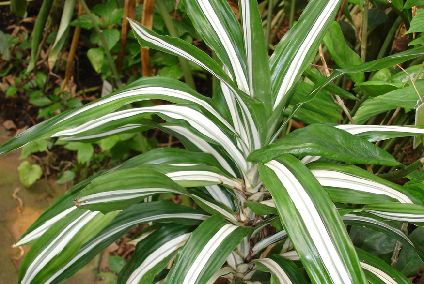 Striped Dracaena