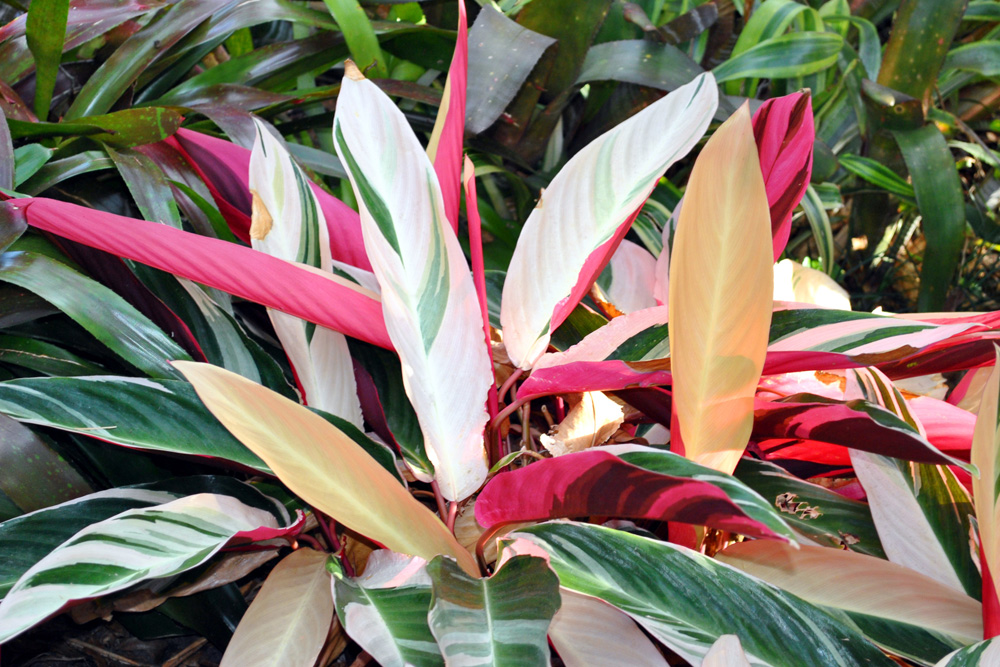 Stromanthe (Stromanthe spp.)