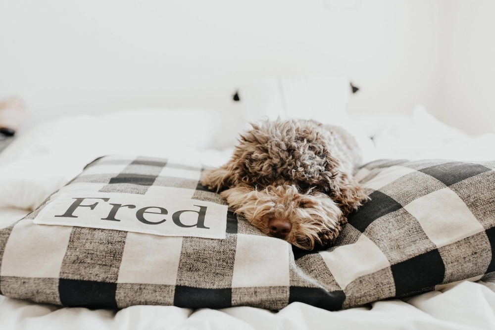 A sleeping brown doodle on top of a tan and black and white checkered dog bed.