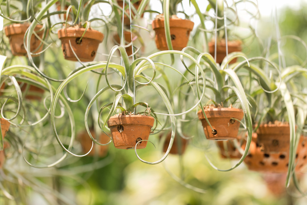 Air plants