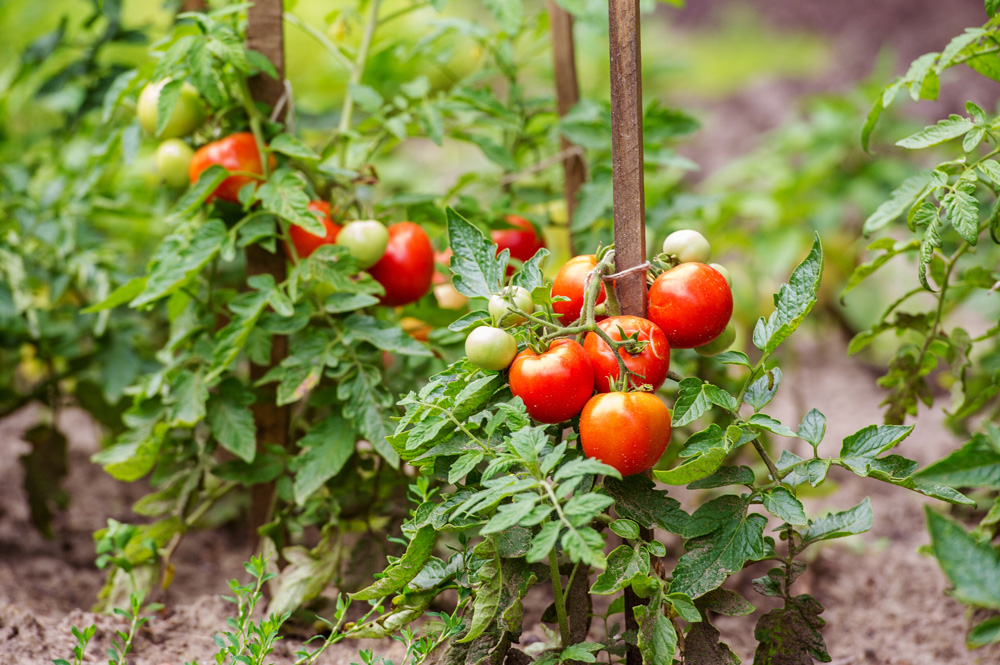 Tomato plants