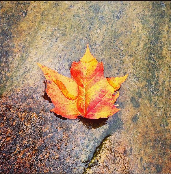 A colourful leaf