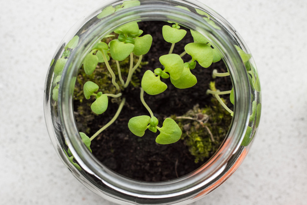 Sprouts in a glass jar