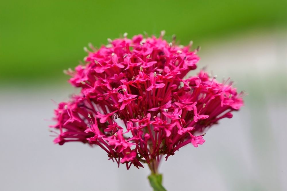 Valerian Flowers