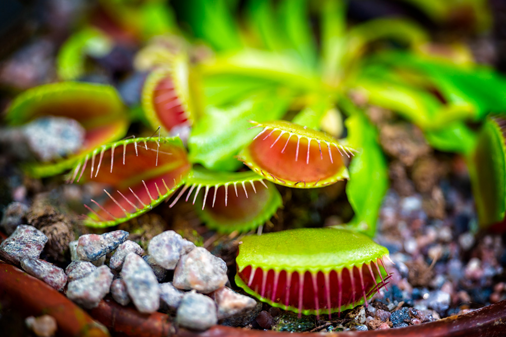 Venus Flytrap (Dionaea muscipula)