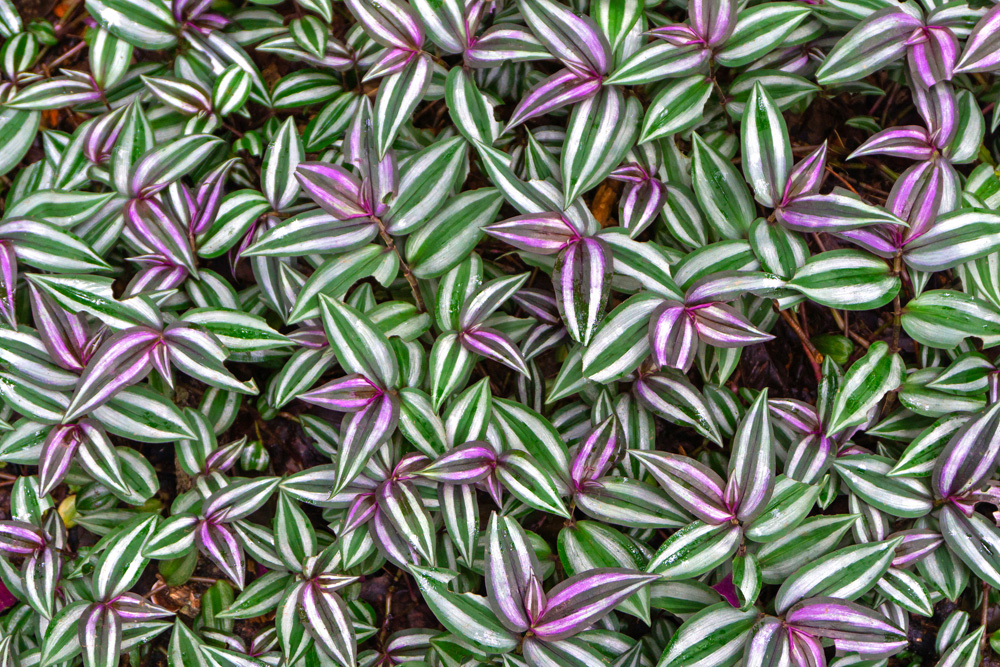 Wandering Jew (Tradescantia zebrina)