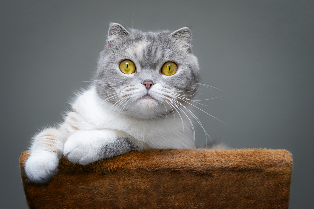 Cat on furniture