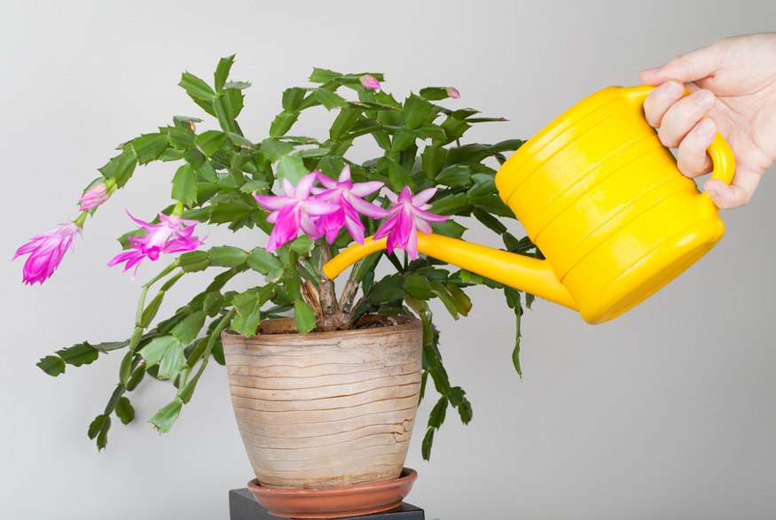 Watering Christmas cactus