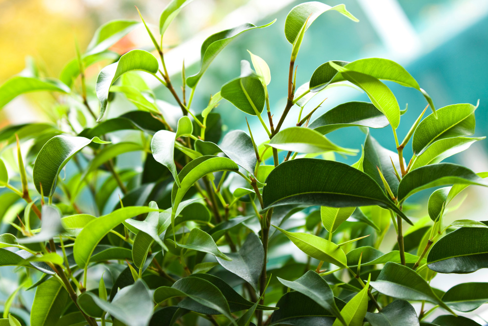 Weeping Fig (Ficus benjamina)