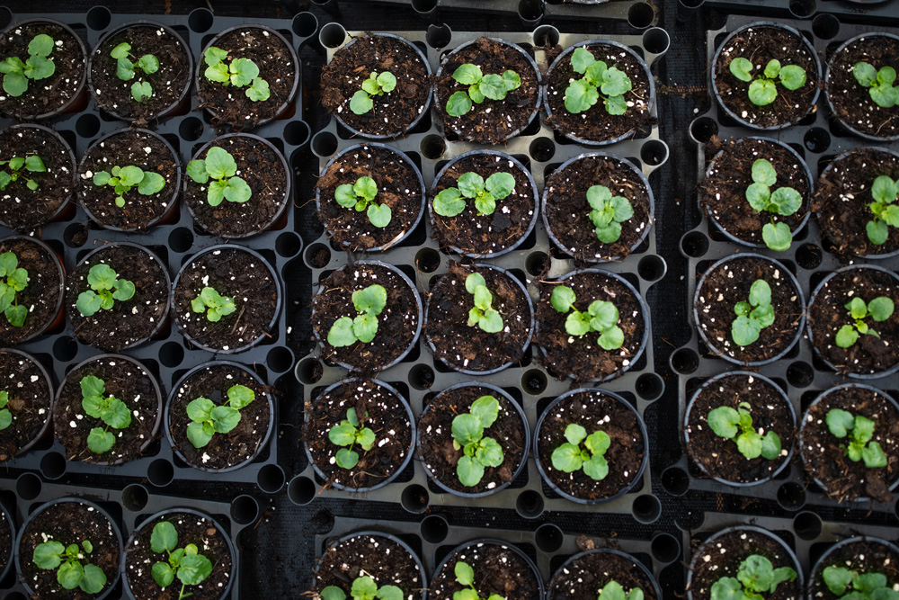 Seedlings in pots