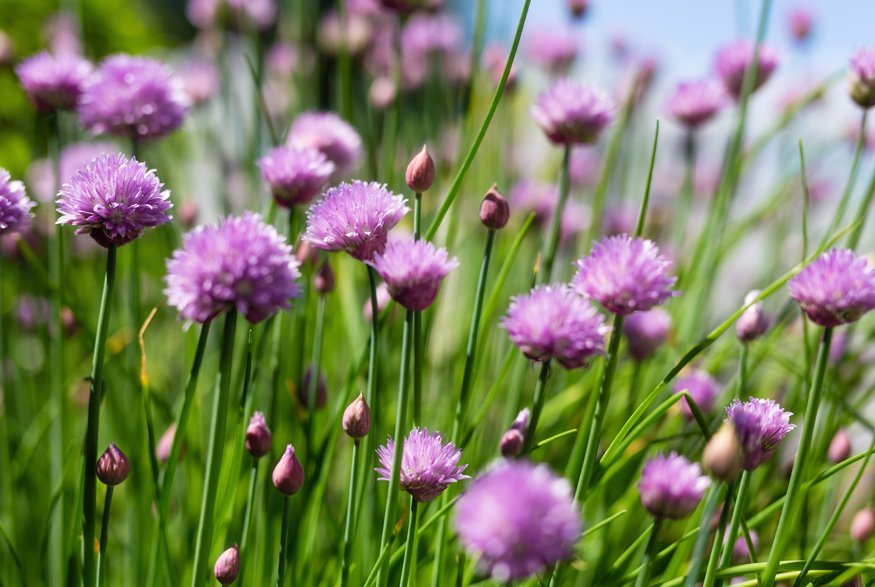 Wild Chives (allium schoenoprasum)