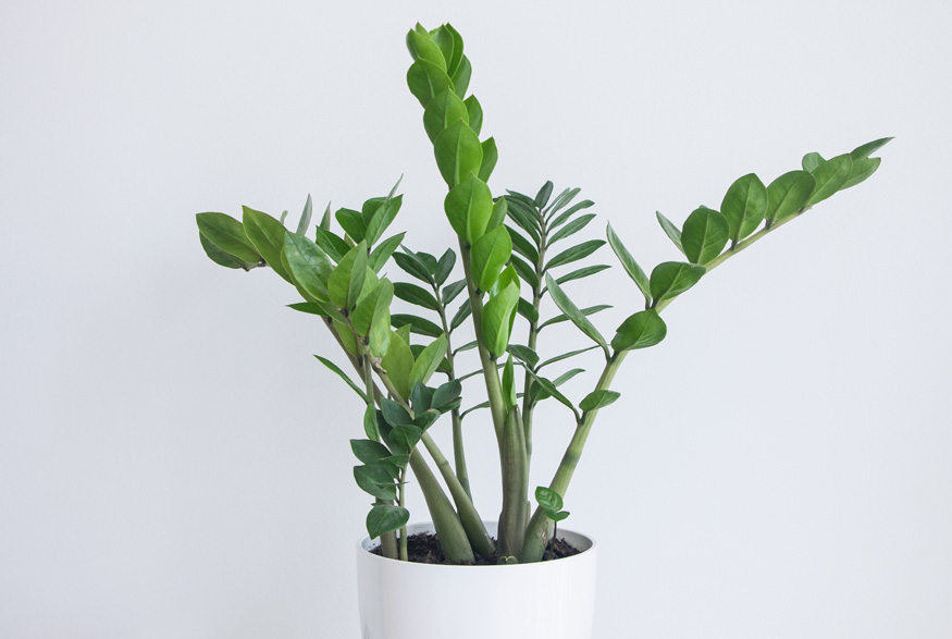 ZZ Plant (Zamioculcas zamiifolia)