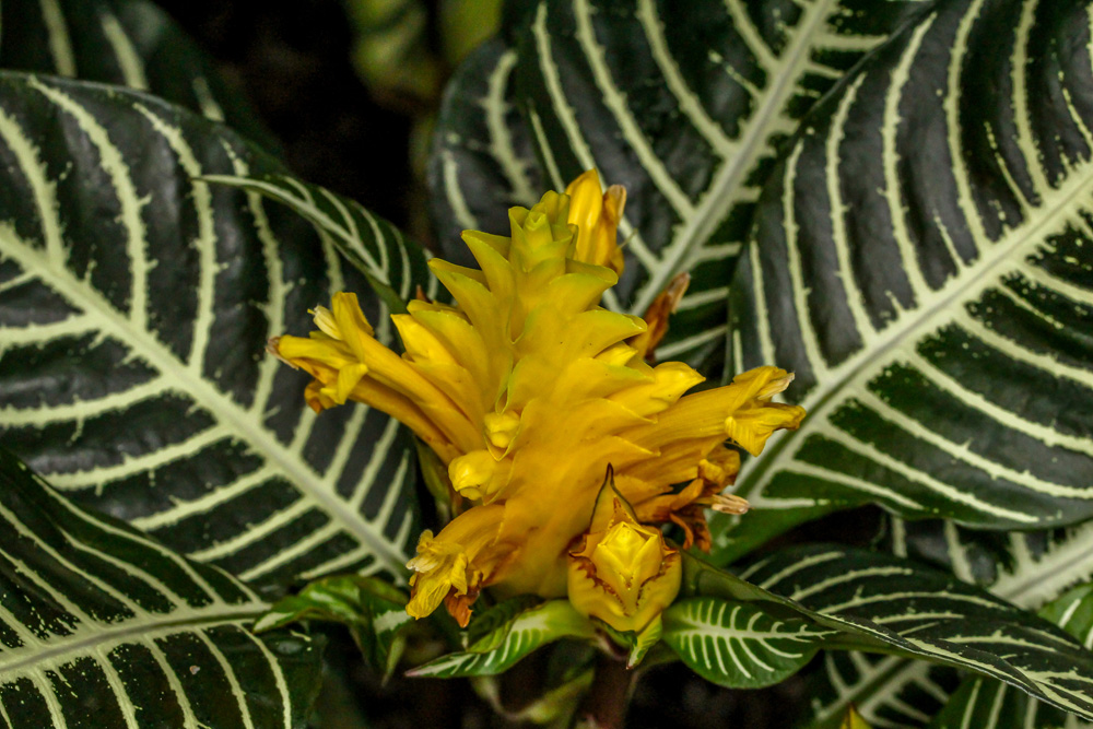 Zebra Plant (Aphelandra squarrosa)