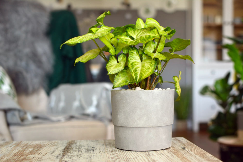 Light green exotic Syngonium Podophyllum vine plant in gray flower pot on table in living room