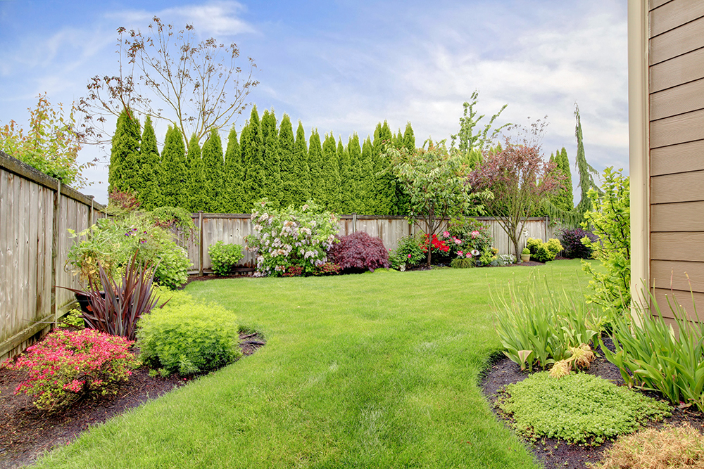 A backyard fenced in by a classic wood board fence. Gardens line the fence.