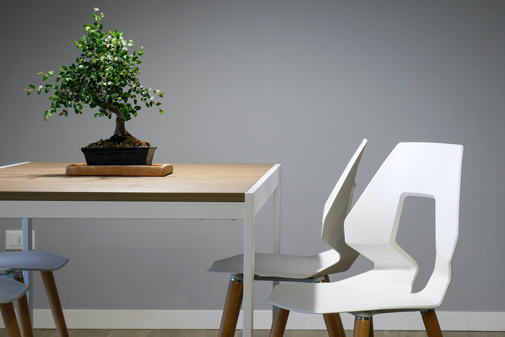 A bonsai tree growing on a wooden dining room table