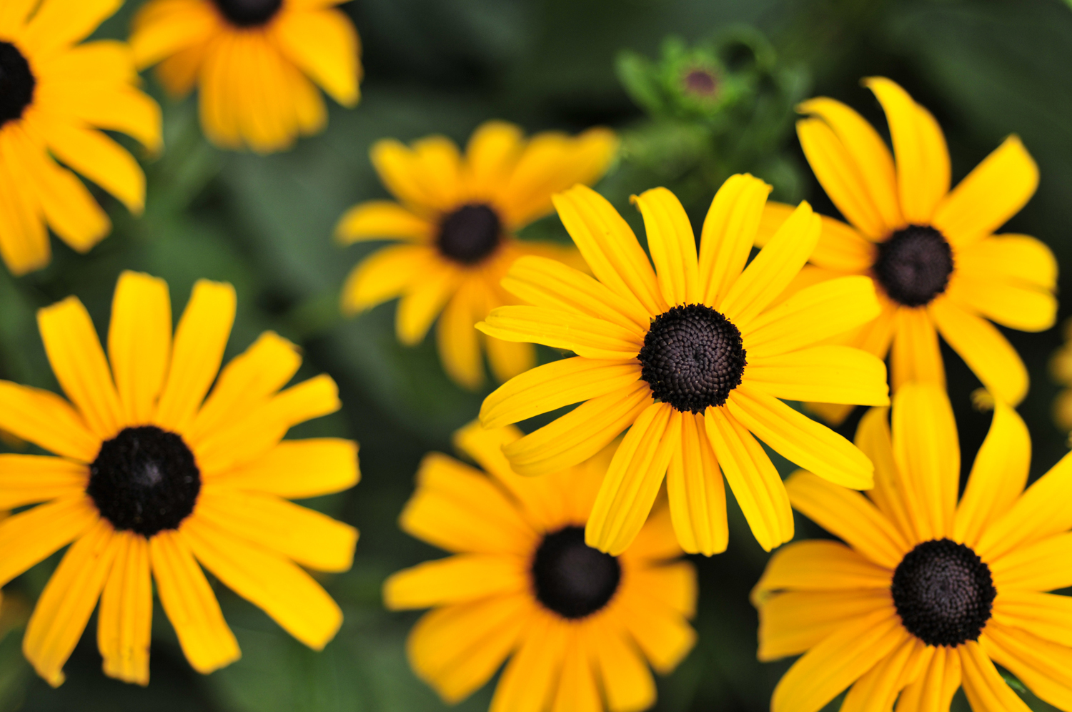 Brown Eyed Susan