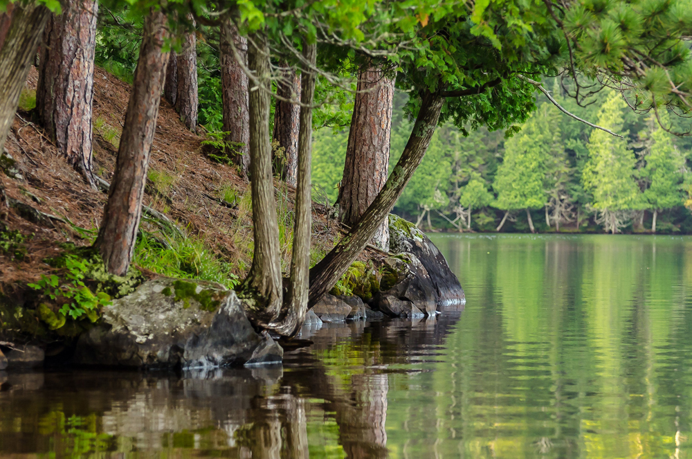 beautiful trees and lake in cottage country